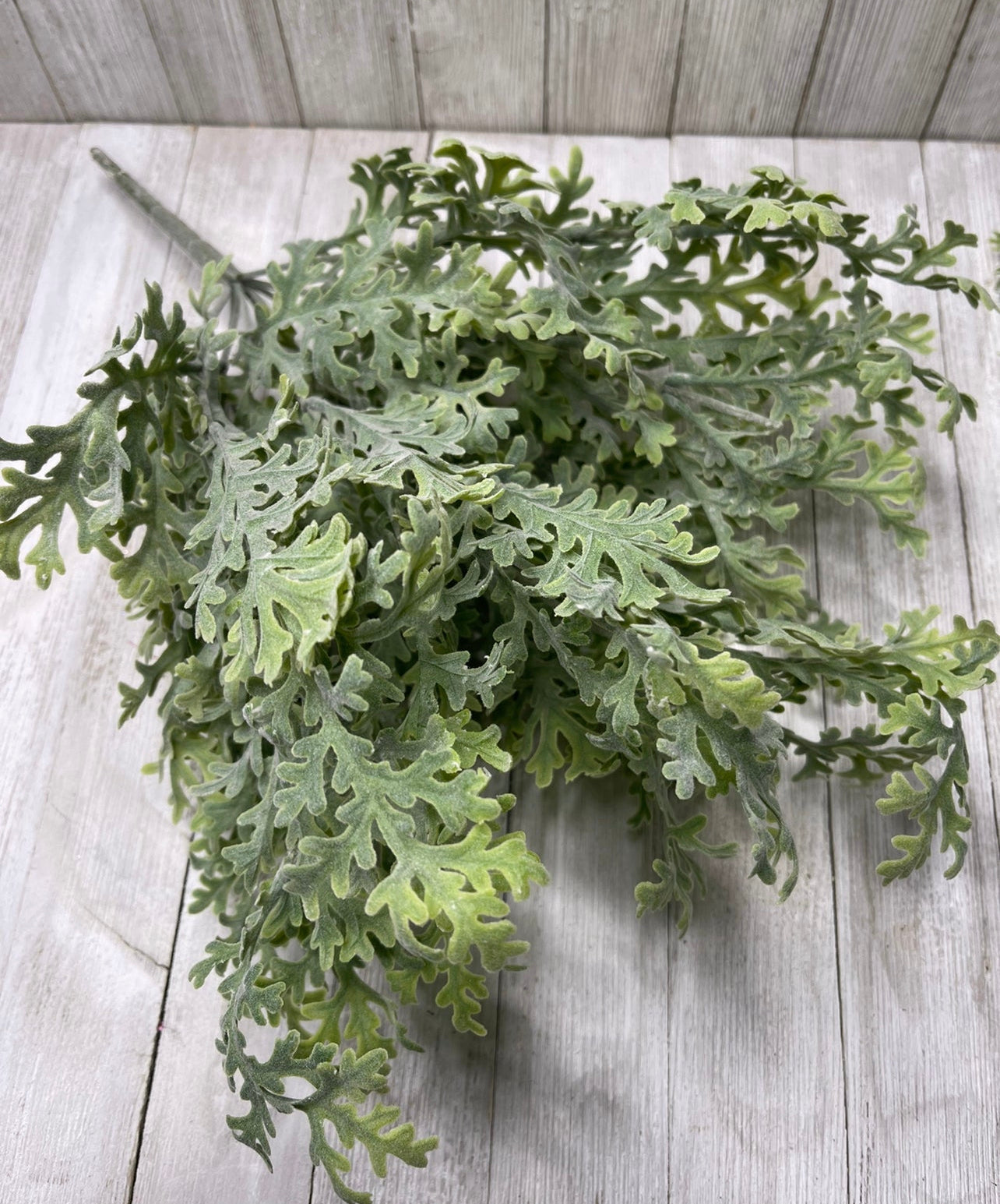 Artificial, dusty miller, greenery plant